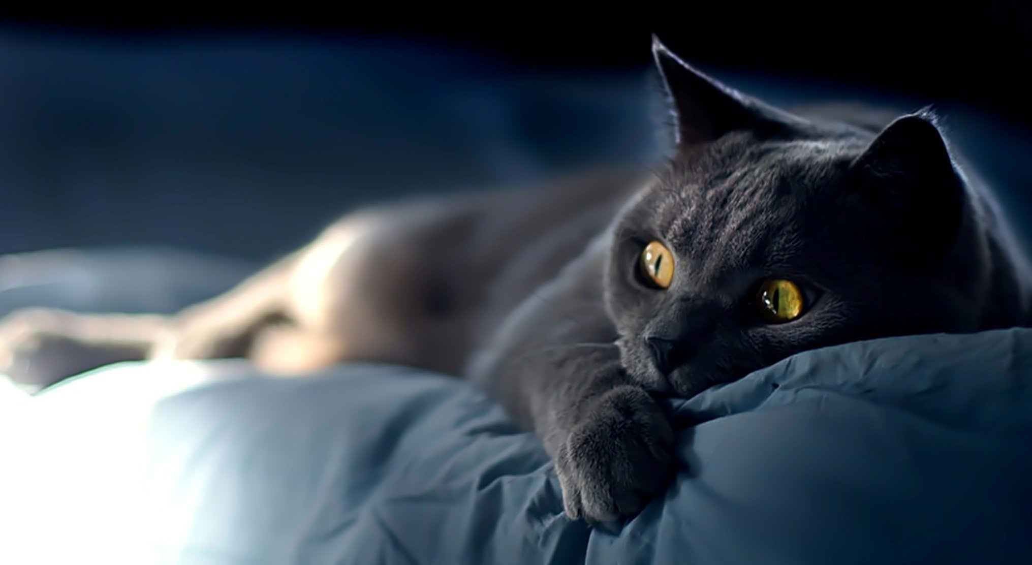 katze katze augen blick katze schnurrbart schnauze tiere katze makro