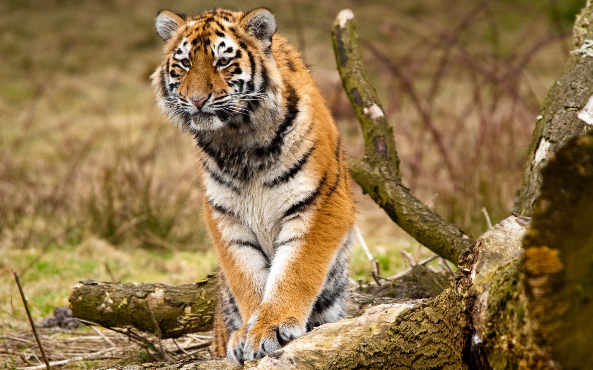 animales tigres siberianos gatos salvajes naturaleza bosque árboles foto depredadores felinos