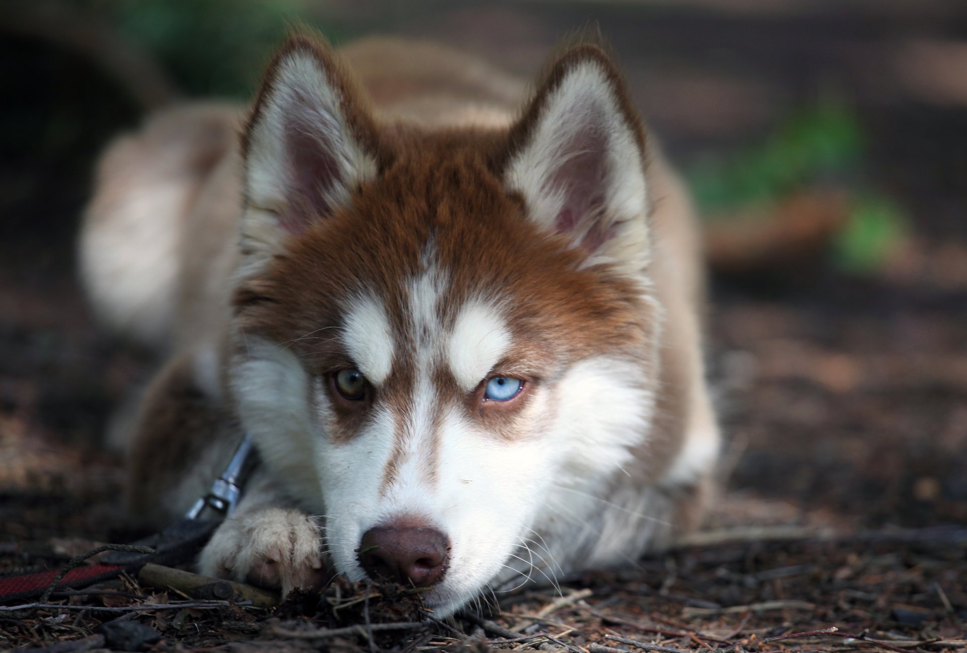 husky chien vue yeux animaux museau gros plan