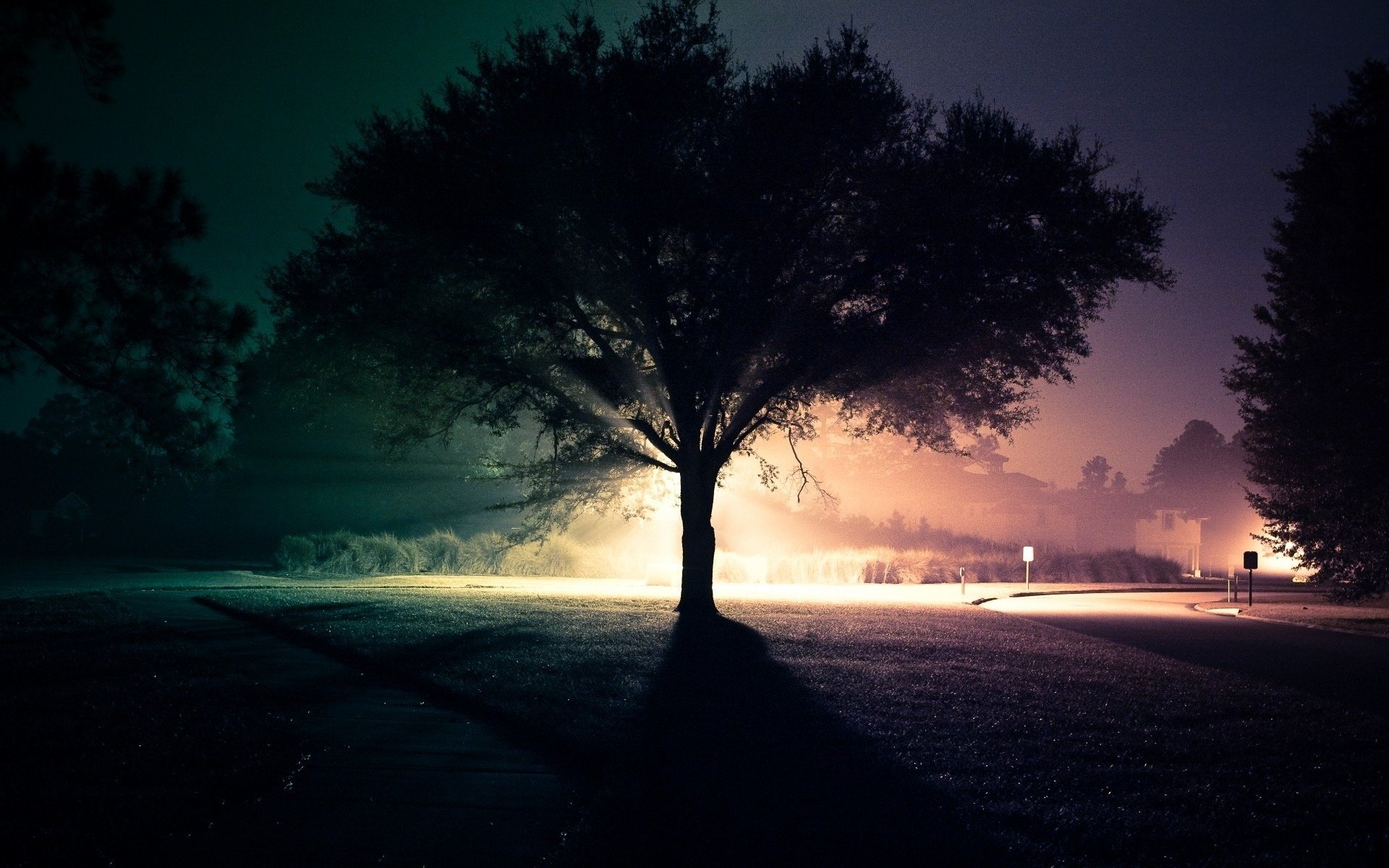 rue nuit route arbre lumière comparaison contraste