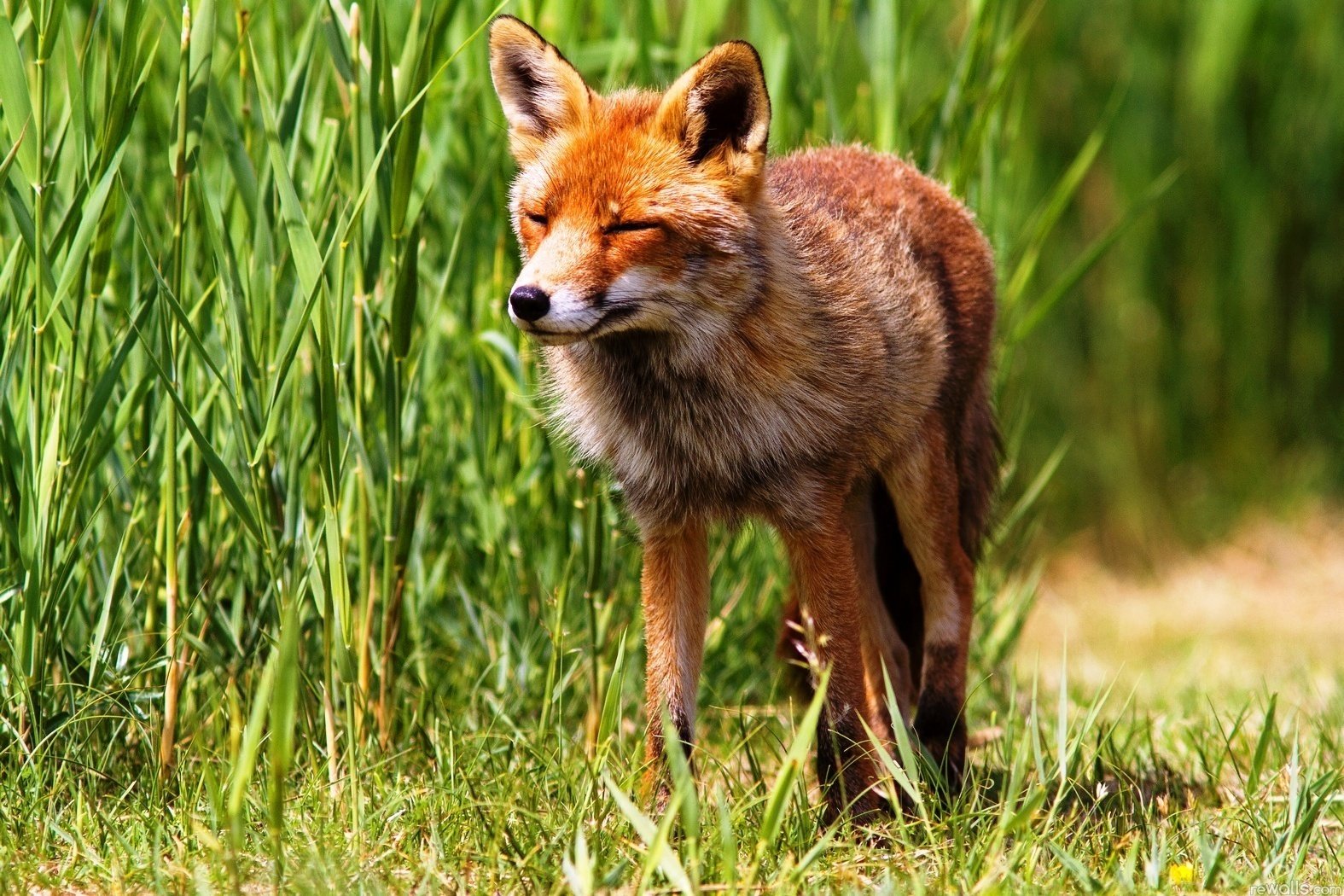 fuchs rotschopf natur list geist schwanz ohren gras tiere schnauze raubtiere