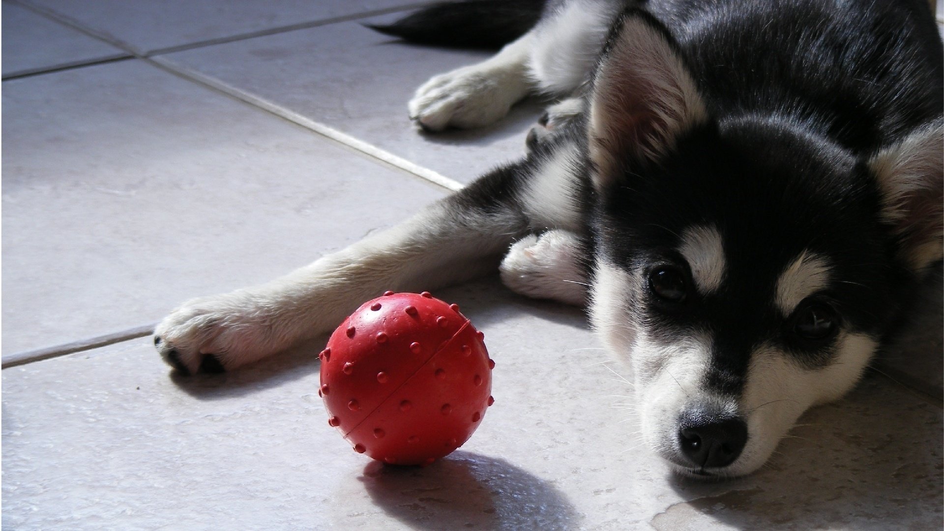 pies spojrzenie husky szczeniak pies piłka piłka