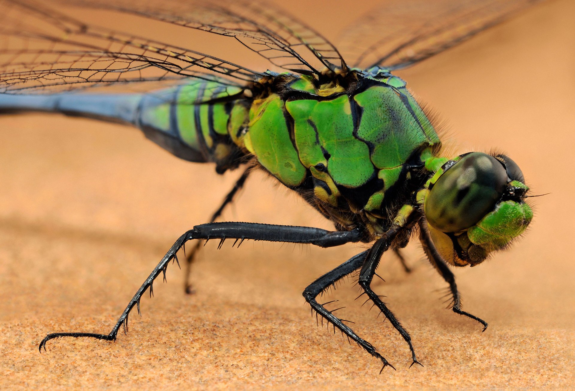 dragonfly libellule insecte macro fond chaud insectes animaux yeux