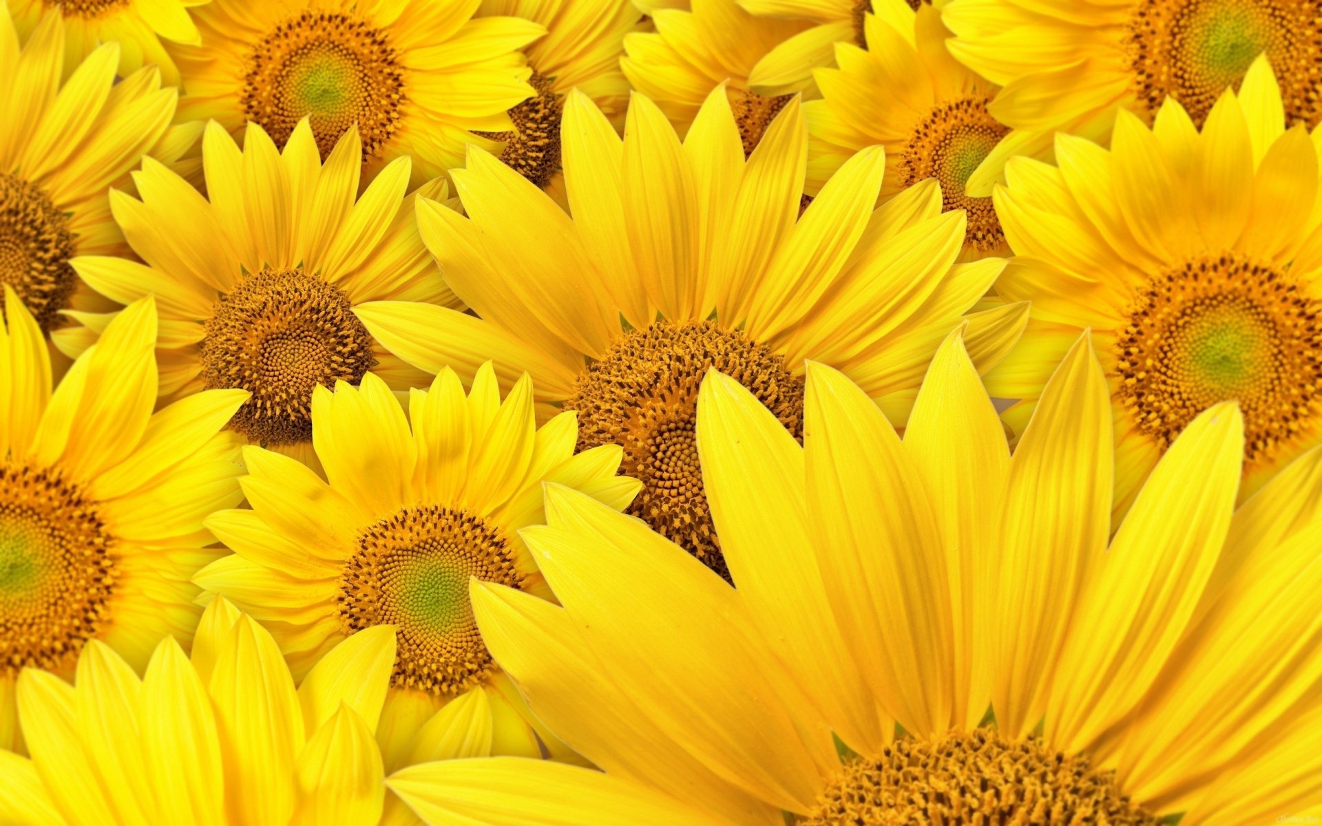 flowers sunflowers yellow petals macro