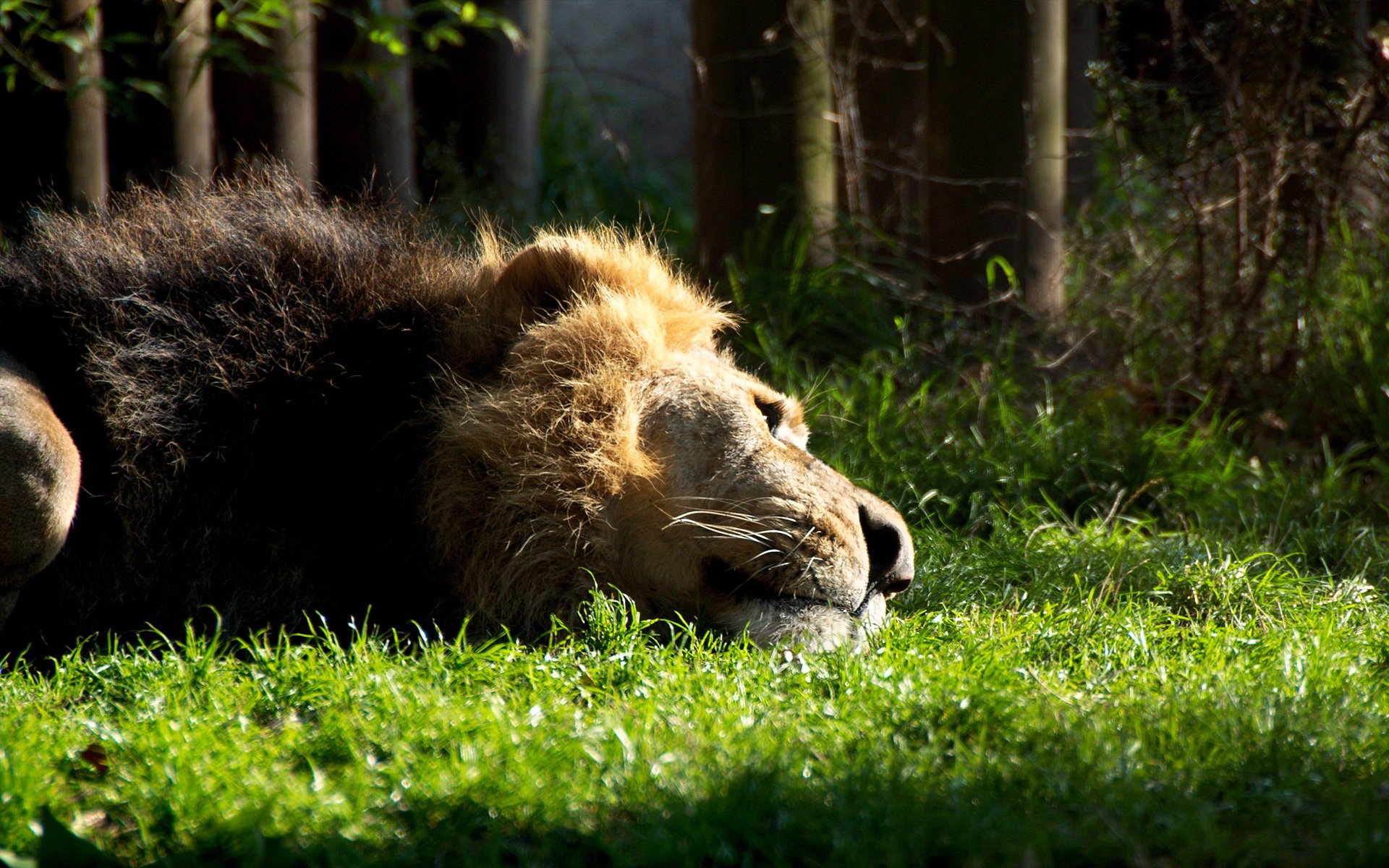 león miente descansa hierba león bestia melena gato bosque naturaleza foto depredador recreación