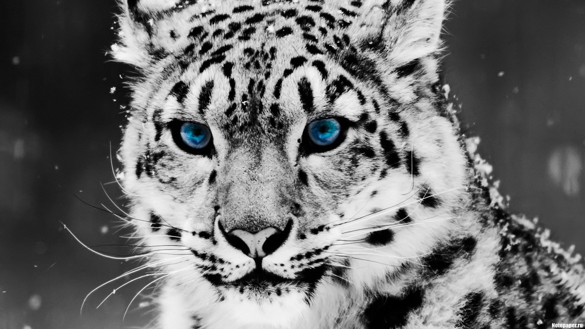 boro de nieve leopardo gato grande ojos bigote vista ojos azules copos de nieve animales depredadores felino macro irbis