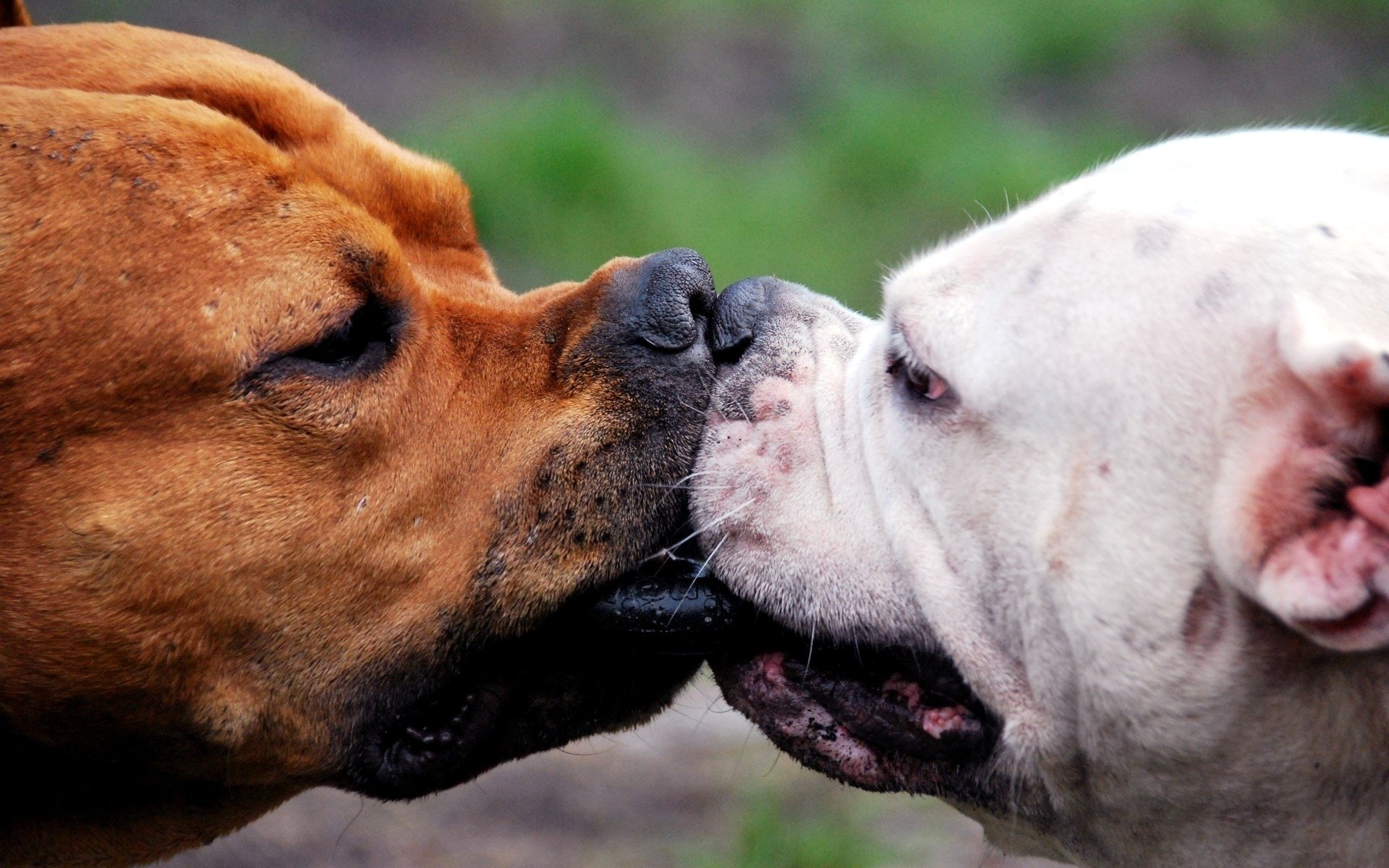 nasi coppia cane rosso staf stafordshire bacio musi anello gioco cani cane bianco due cani animali amore gag terrier