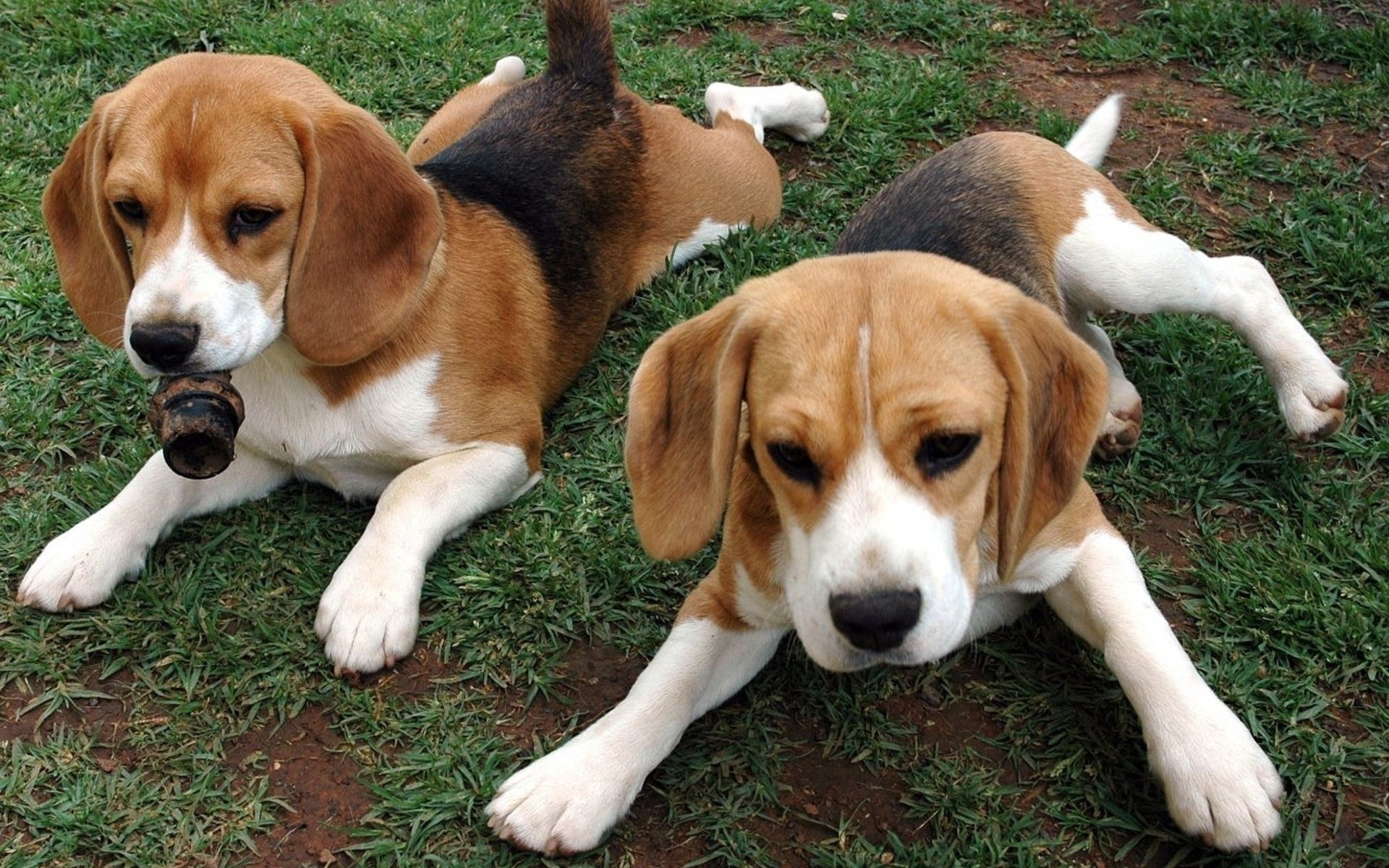 cuccioli erba insieme beagle coppia ginger animali cani duo