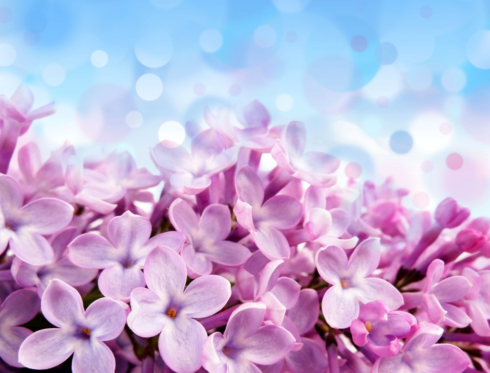 pale red-violet flowers blumen hintergrund lila blau schön flieder