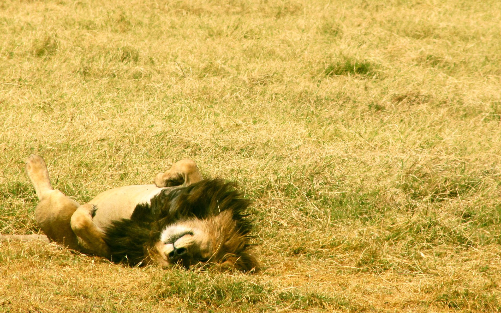 feld tev tiere pfoten ruhe könig liegend gras mähne tiere katze schlafen miau miau miau miau miau miau miau miau miau miau miau miau miau miau miau miau miau miau miau miau miau miau miau miau miau miau miau miau miau miau