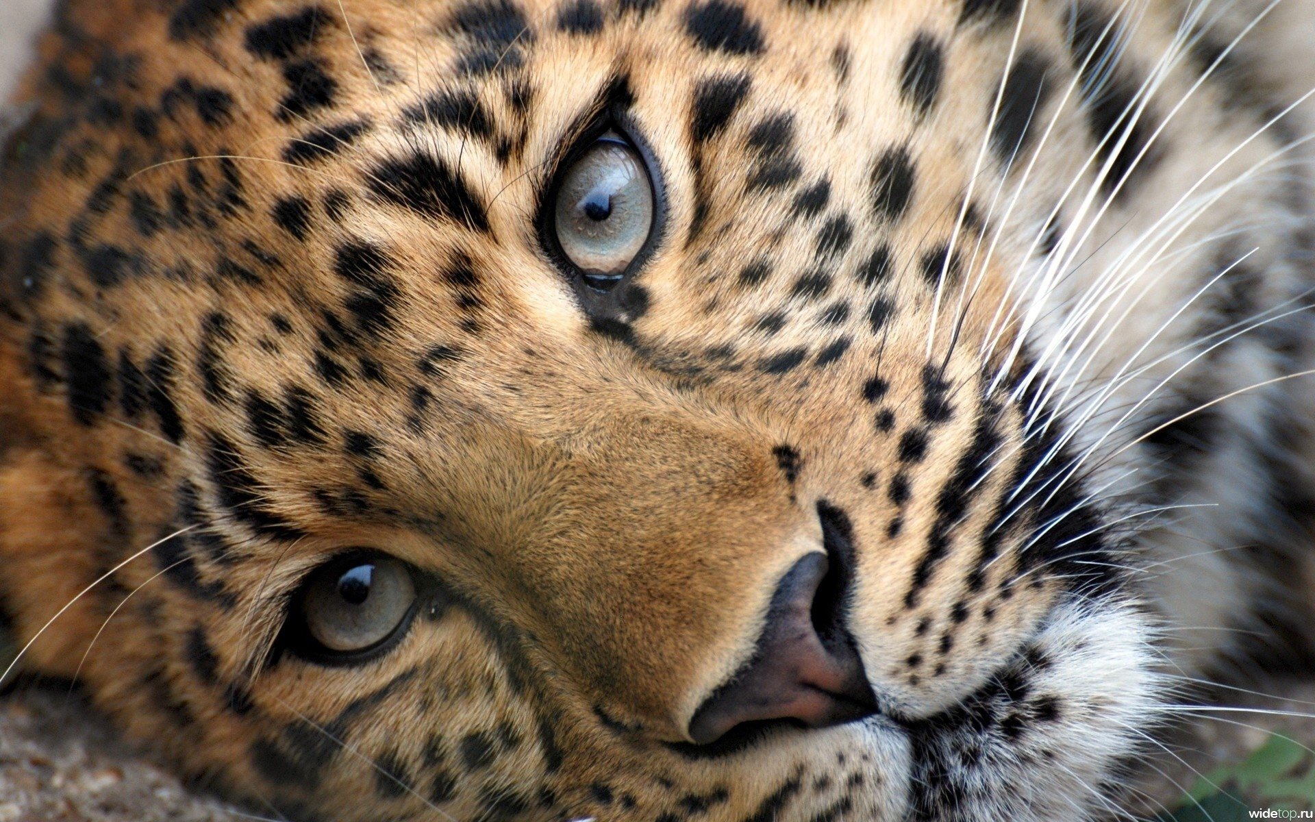 leopardo cabeza ojos mirado bigote depredadores animales felinos macro