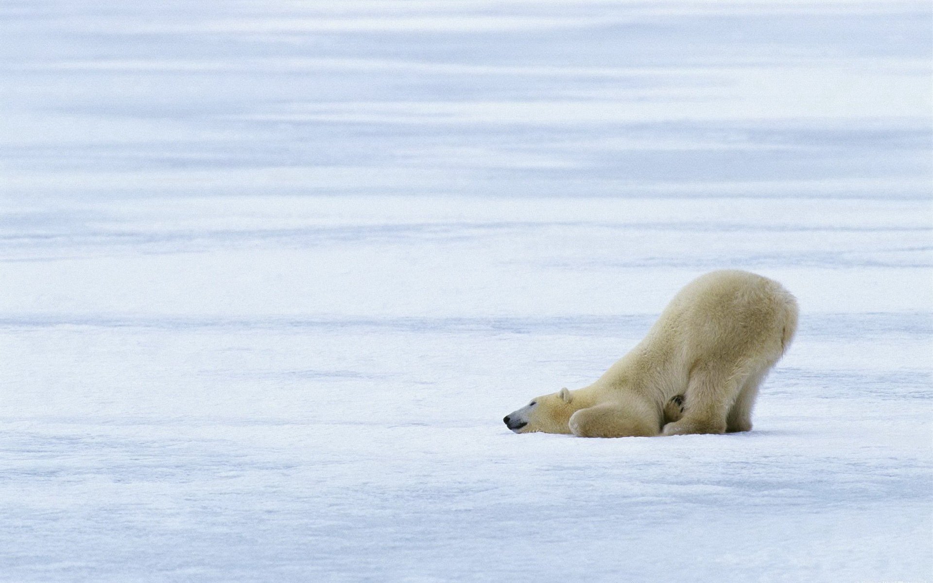 sfondo pelliccia bianco orso gelo ghiaccio neve orsi sonno