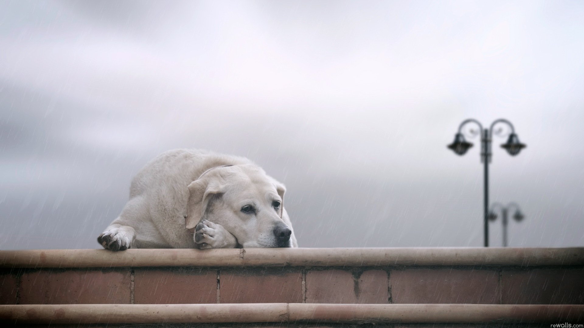 dog eyes sadness rain friend loyalty lantern dog loneliness rest woof-woof-ry-ry