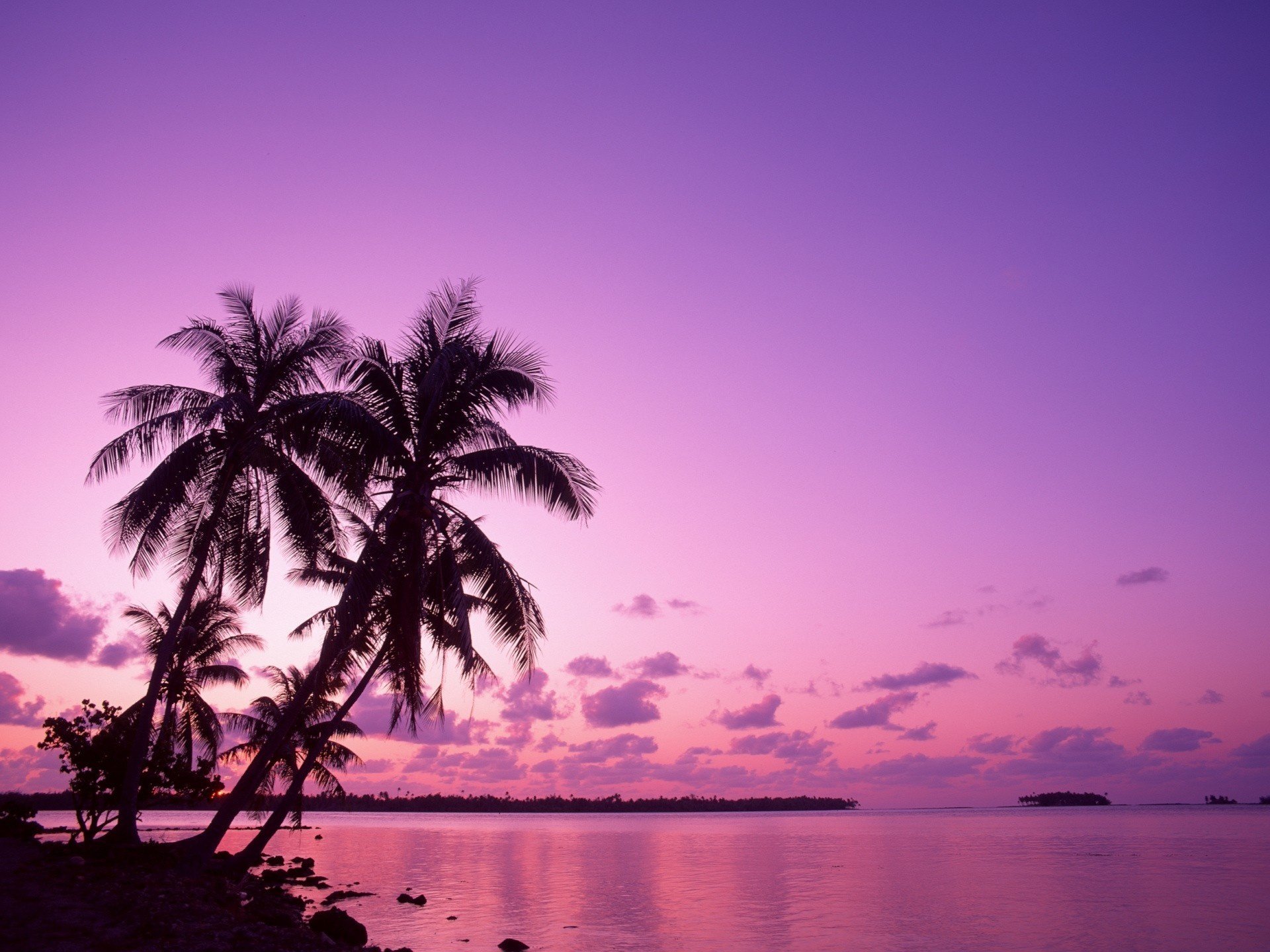 natur sonnenuntergang palmen rosa himmel wolken strand stimmung wasser meer himmel