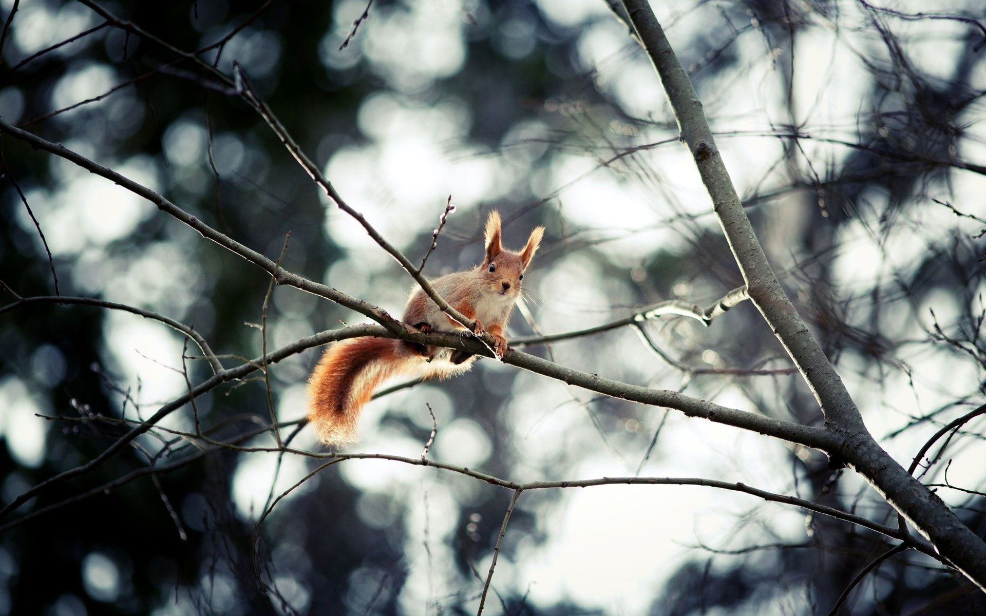 scoiattolo albero rami foresta animali scoiattolo rami coda orecchie bokeh