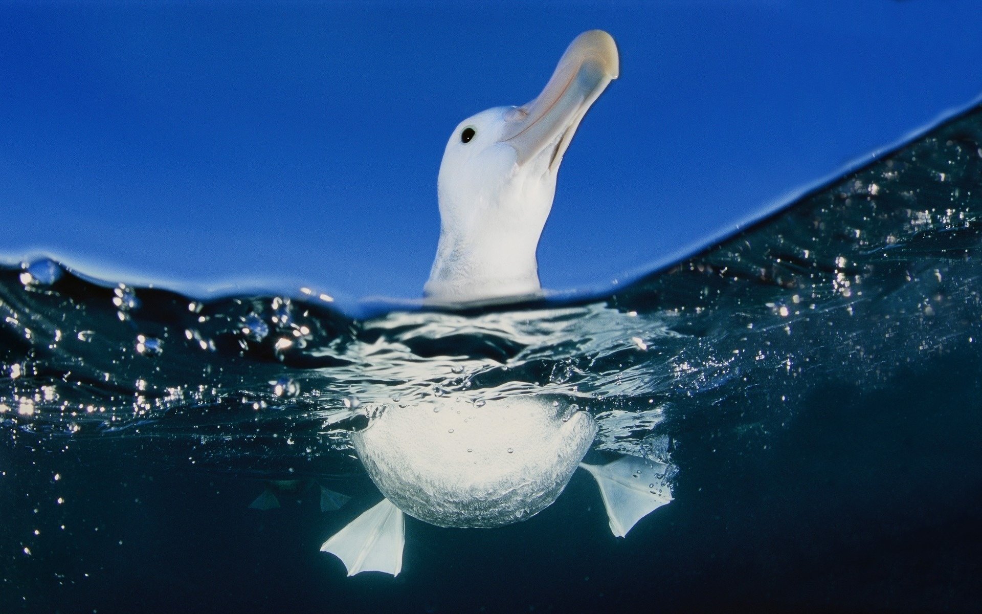 gluve membrane mouette eau oiseau pattes mer sous l eau gros plan