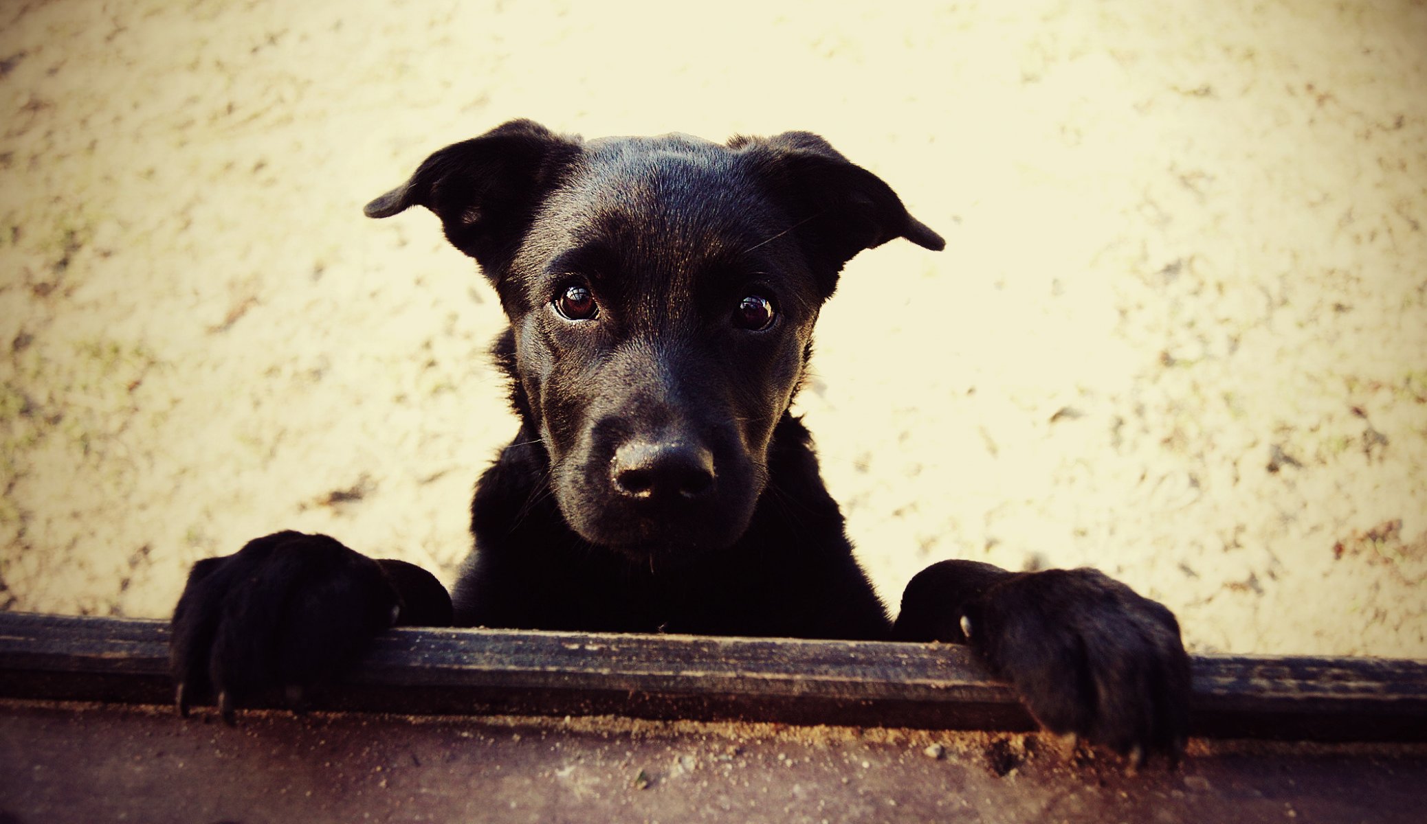 perro cachorro labrador mirada amigo animales perros ojos hocico gaw-gaw-ry-ry