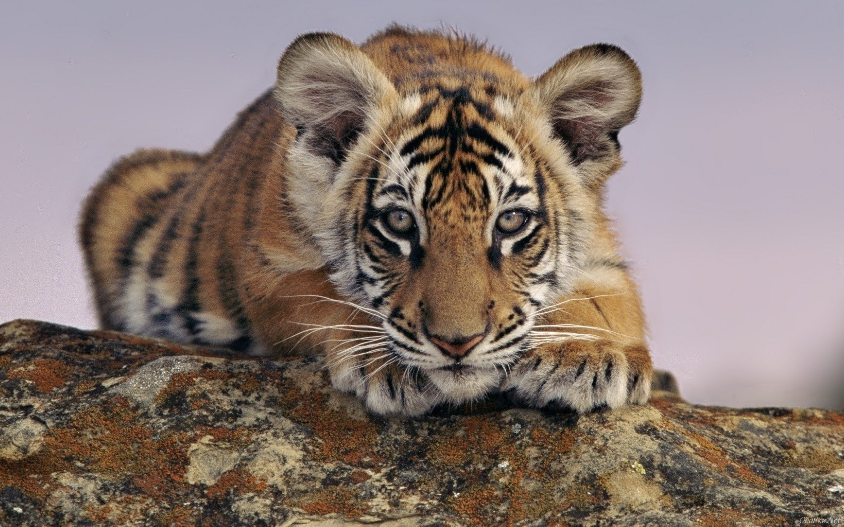 lebend tiger baum gestreift augen blick ohren erde tiere raubtiere katzen