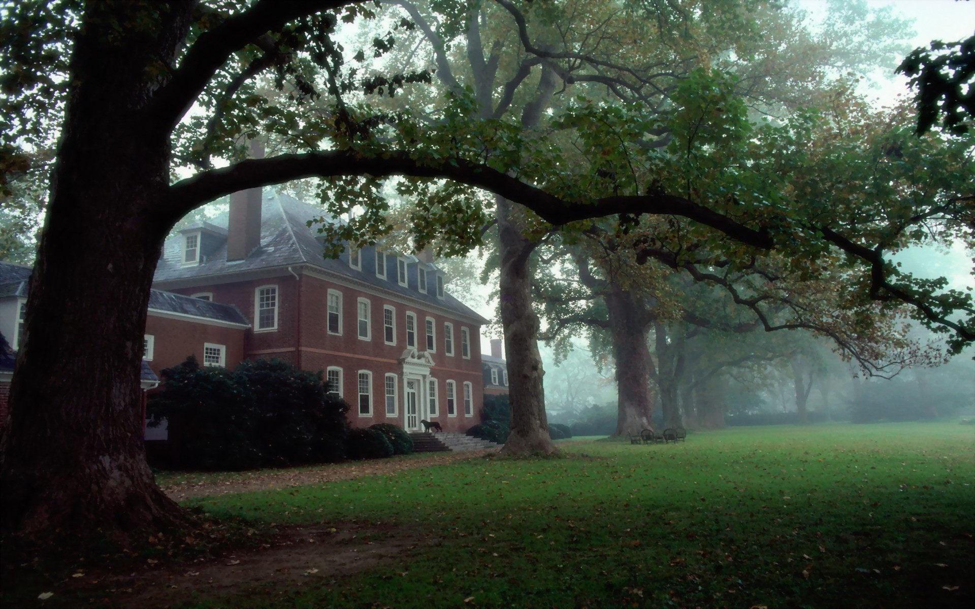 virginia house tree