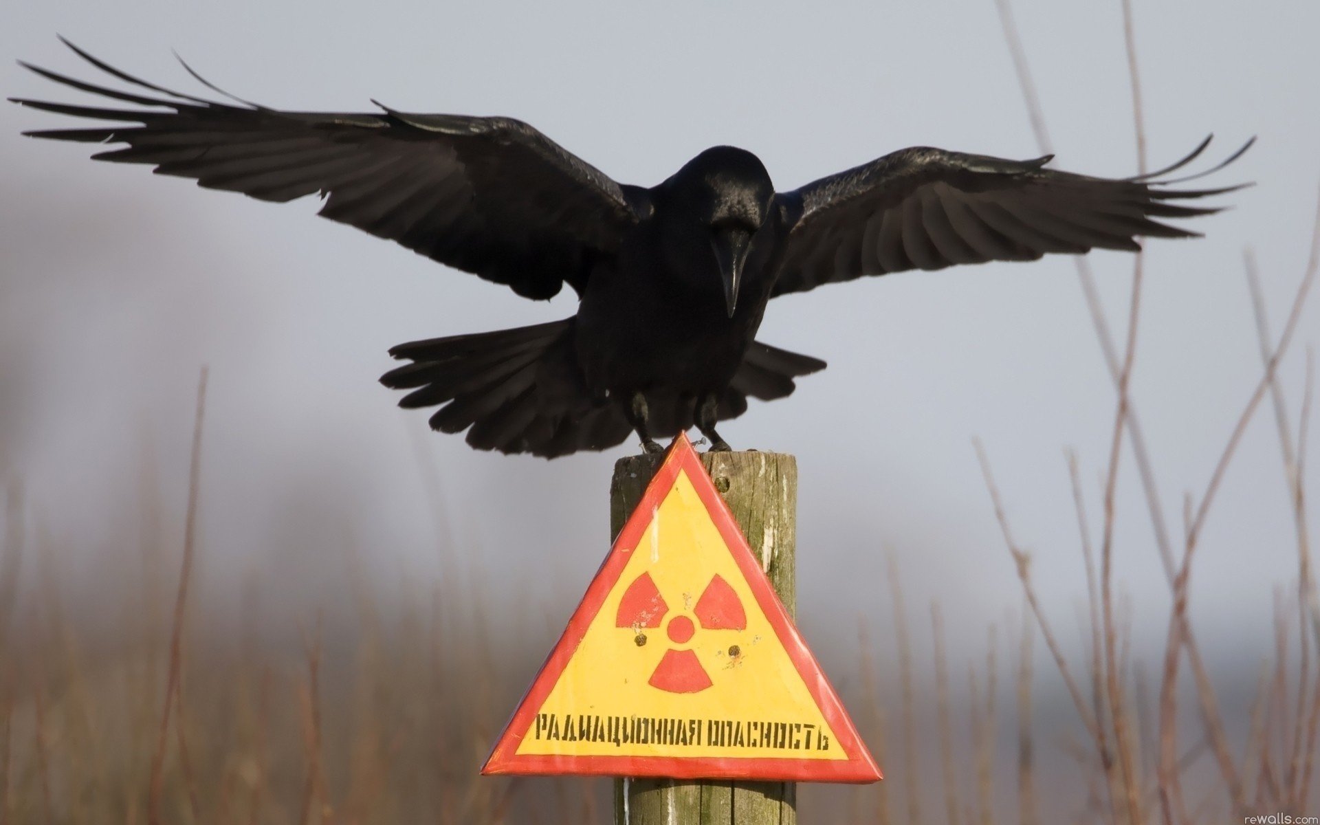 zone strahlung zeichen rabe nebel gefahr grau tiere vögel