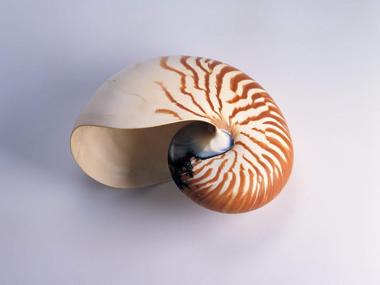 minimalismo nautilus conchiglia strisce mollusco