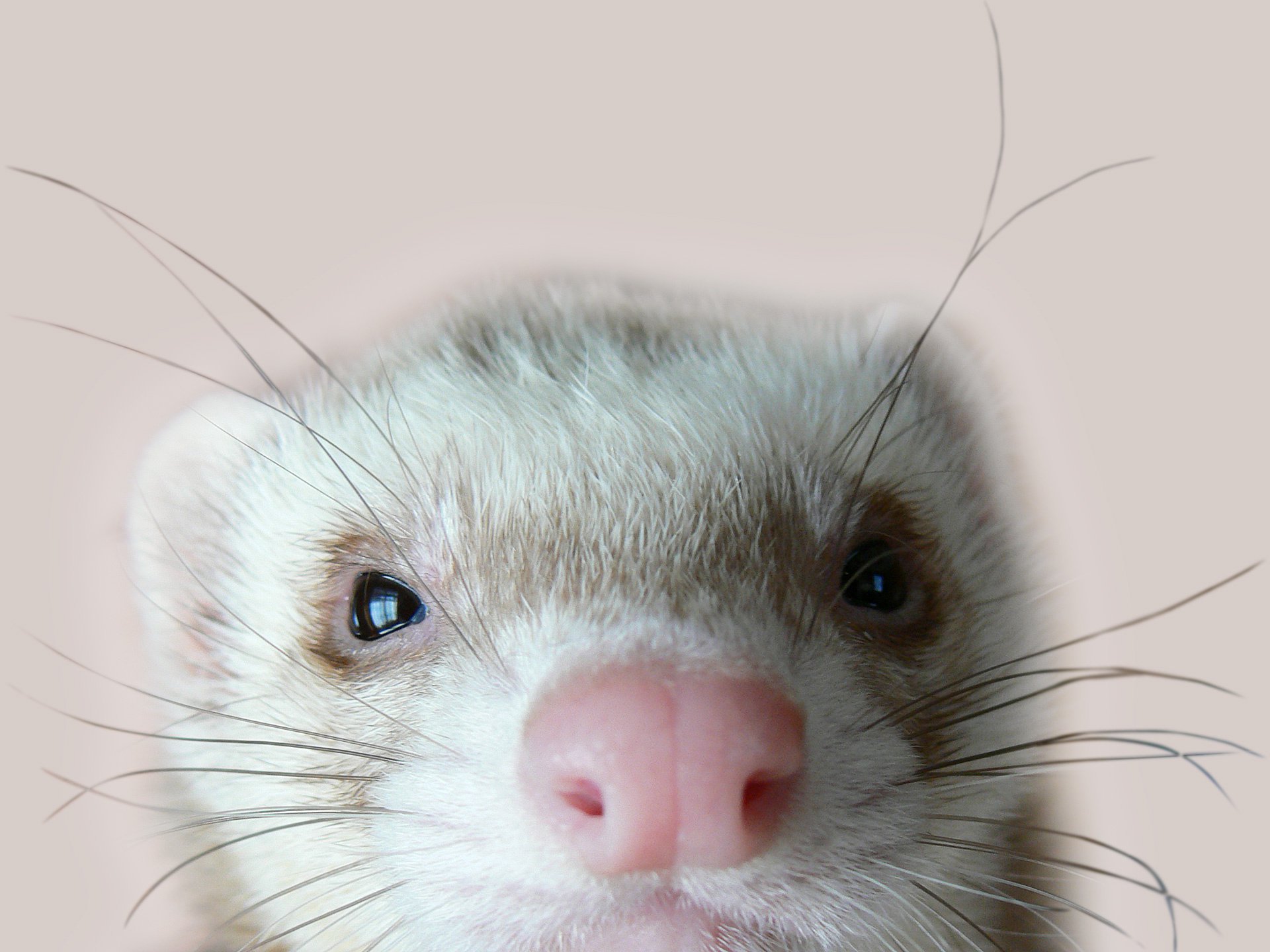 frettchen augen schaut ferret frettchen schnurrbart schnauze in der nähe makro blick