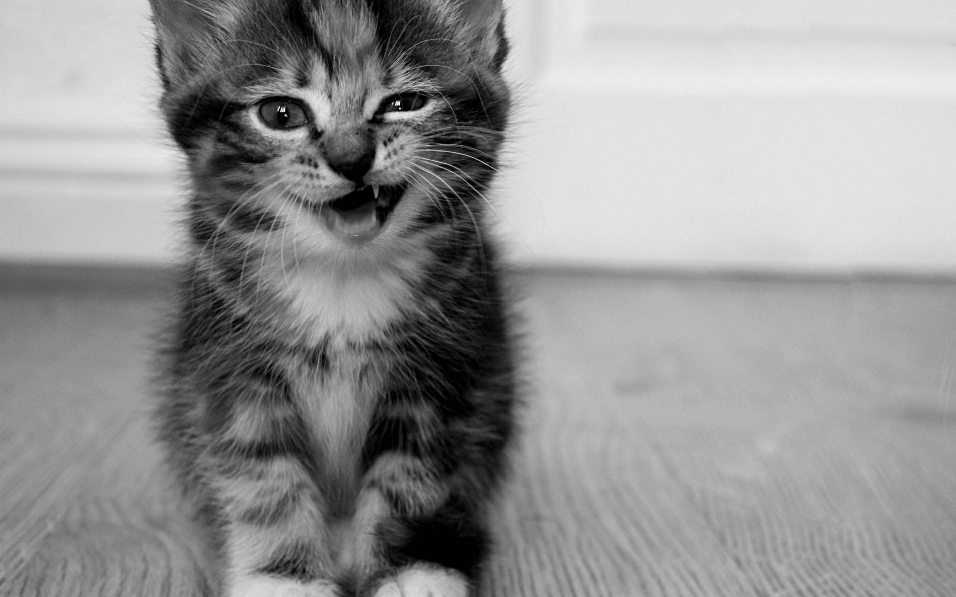 chaton rouge herbe gris noir et blanc dents animaux vue félin yeux