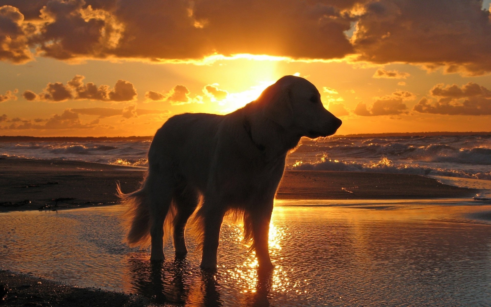 chien ciel coucher de soleil eau mer vagues chien tristesse soir animaux