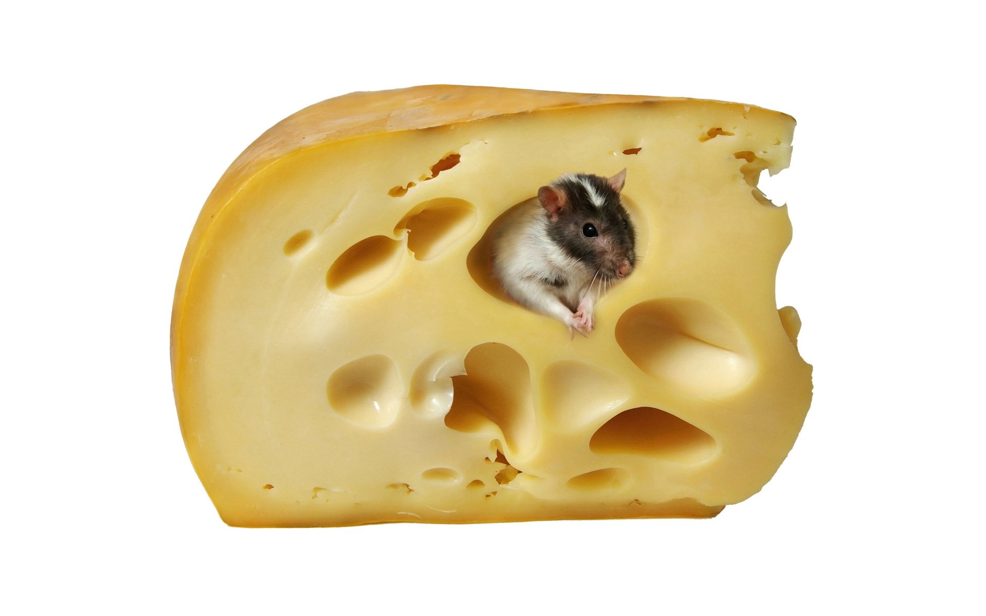 rat fromage hollandais rats vie douce dolce vita nourriture fromage trous animaux rongeurs