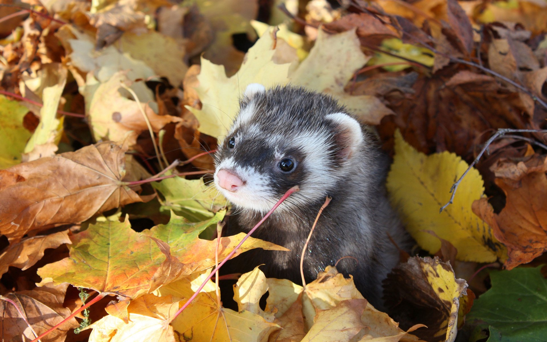 ferret leaves autumn ferret frette gaze rodent