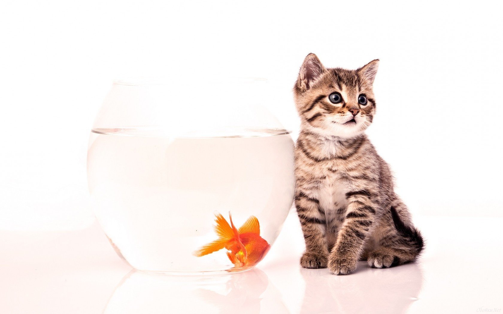 gatito acuario peces fondo blanco mirada carita ojos orejas peces de colores animales felinos