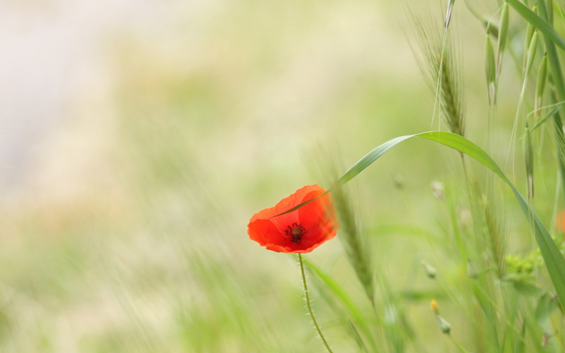 schöne blumen blumenfoto spring wallpapers mohn feld gras ährchen