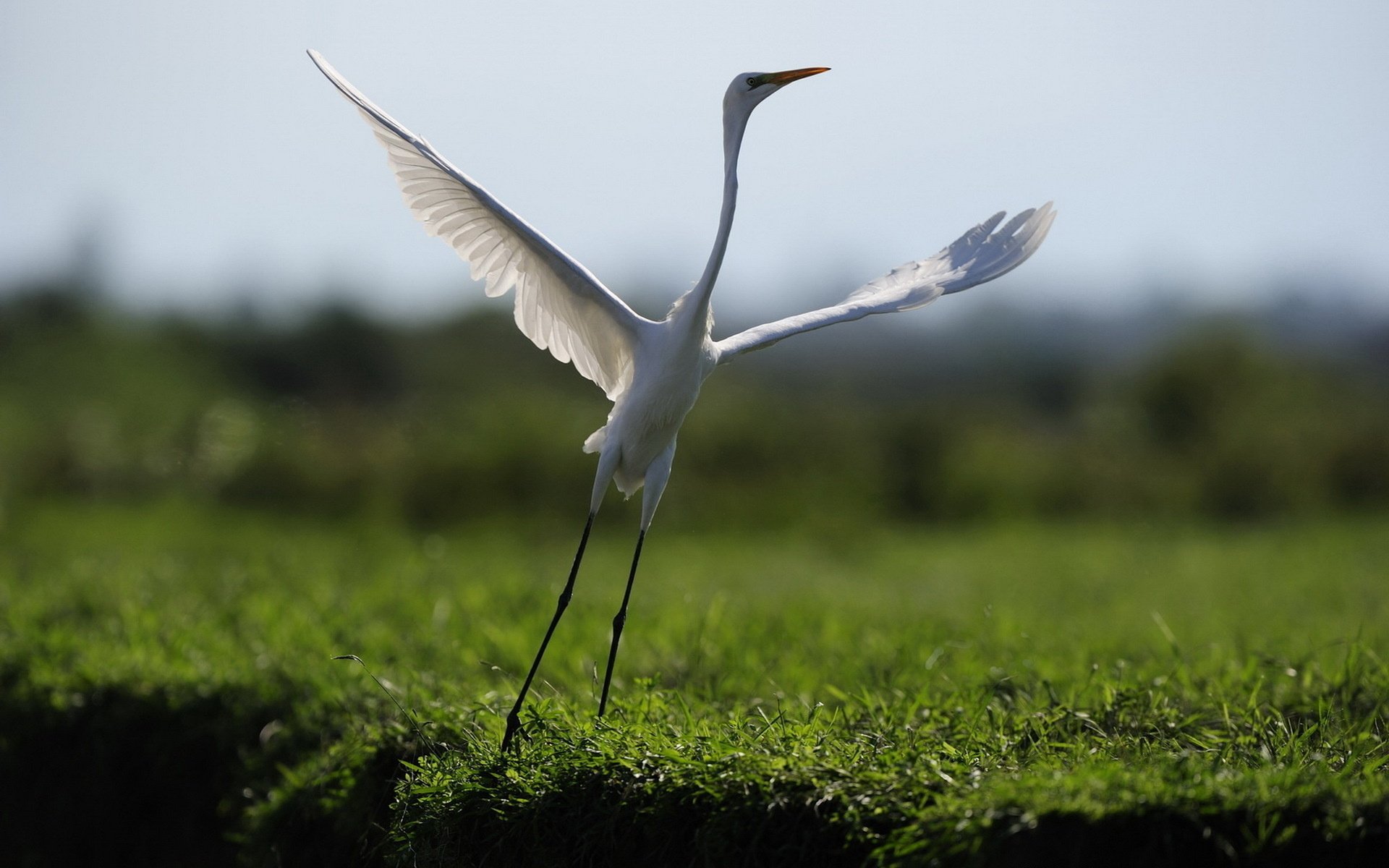 uccello danza natura volo campo erba animali uccelli