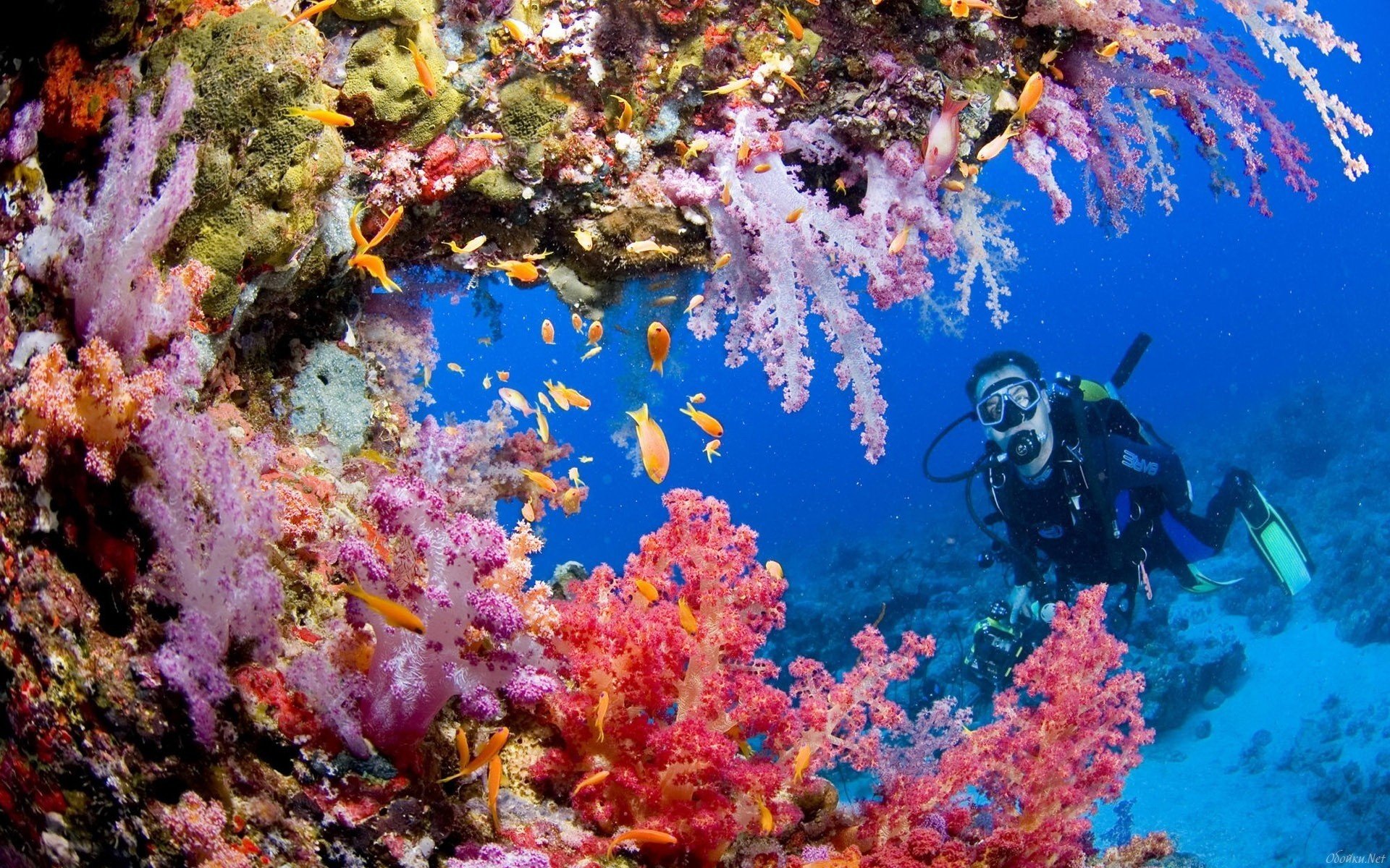 arrecife submarino mar buceador agua algas peces mundo acuático