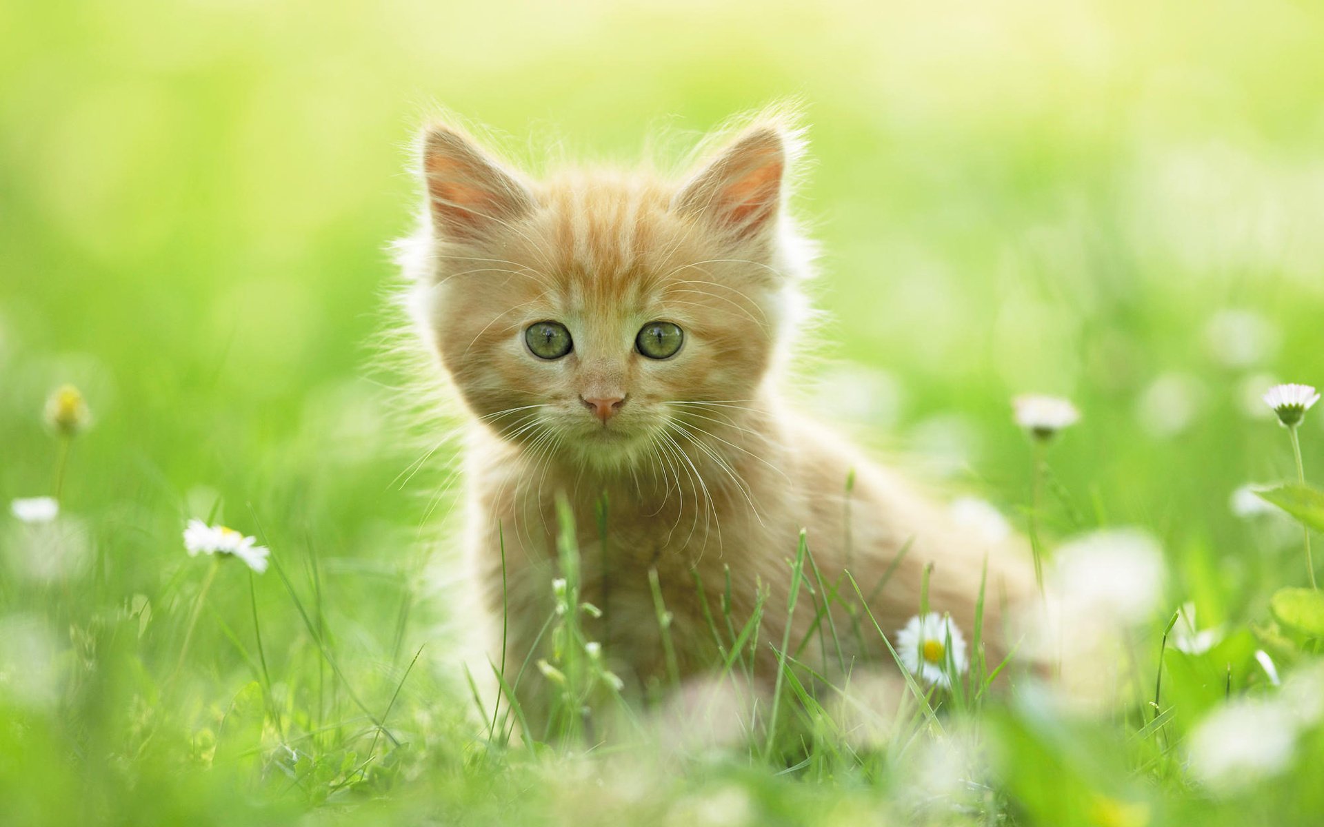 chaton rouge herbe marguerites animaux vue félin yeux