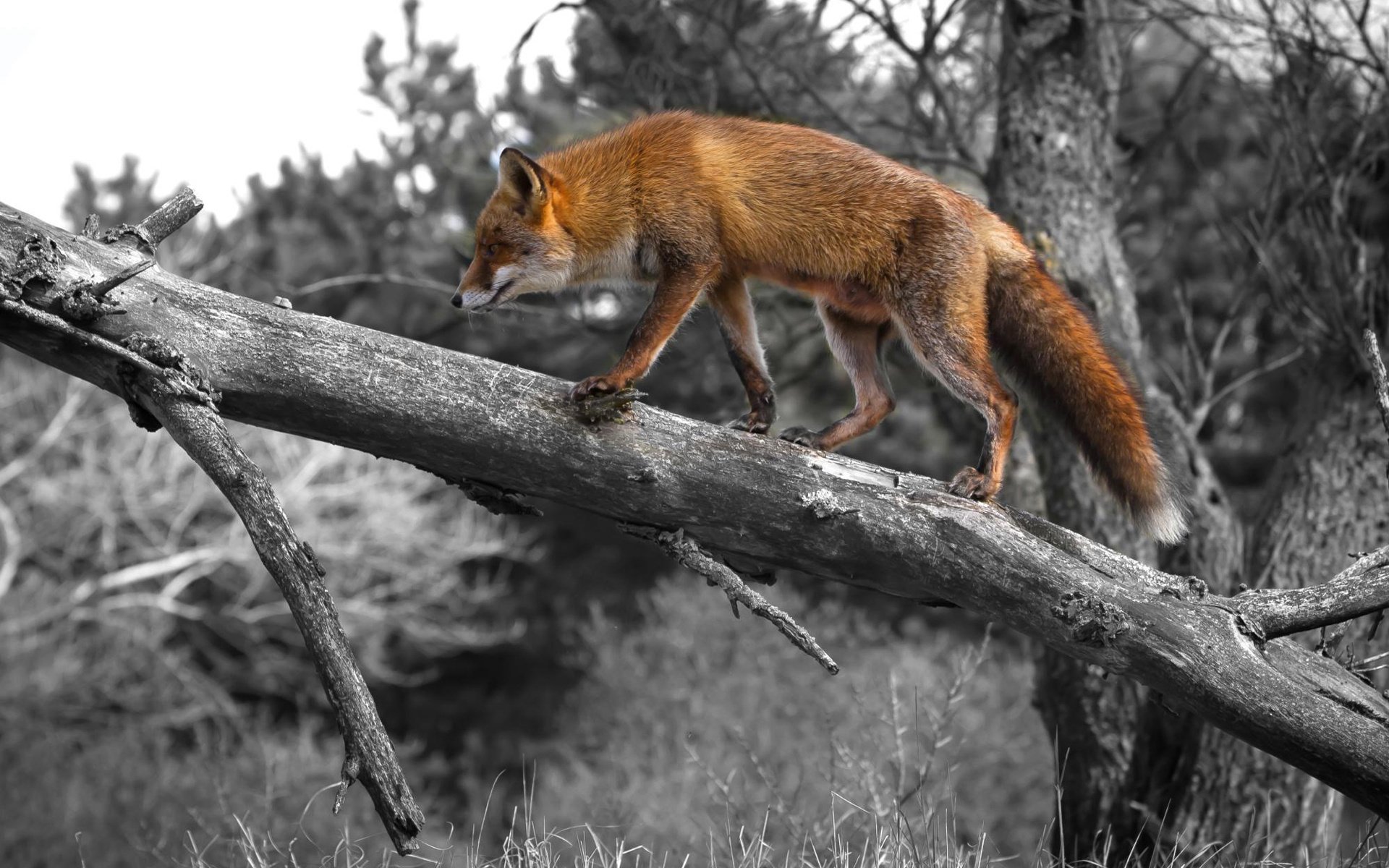 volpe rossa legno natura trucco mente coda orecchie