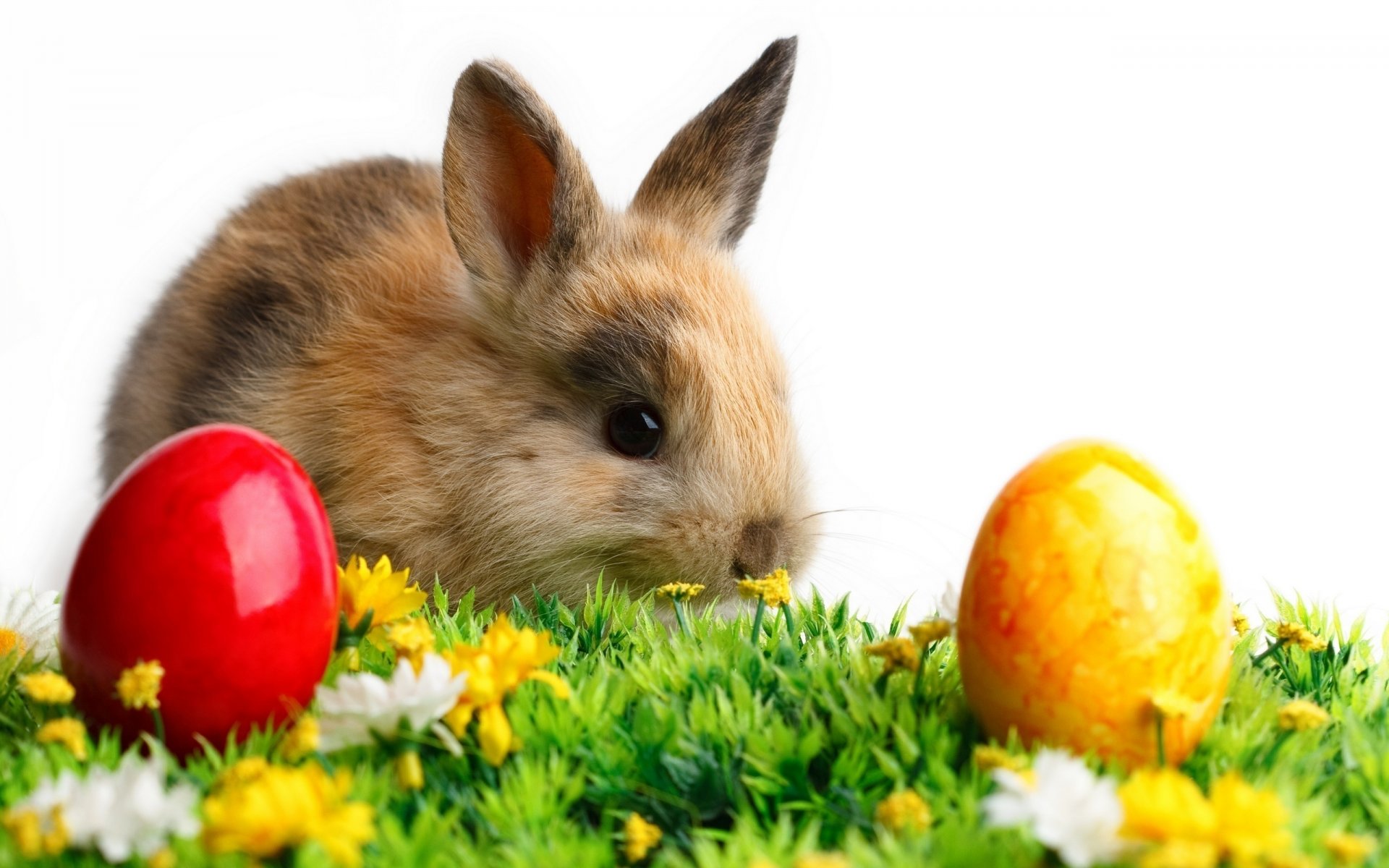 colorato fiori animale coniglio pasqua uova erba animali vacanze