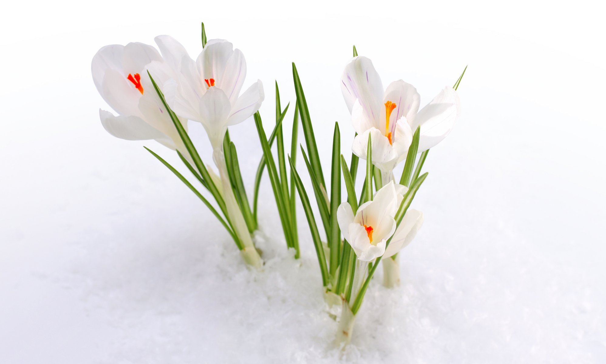 fleurs primevère crocus neige printemps bourgeons gros plan