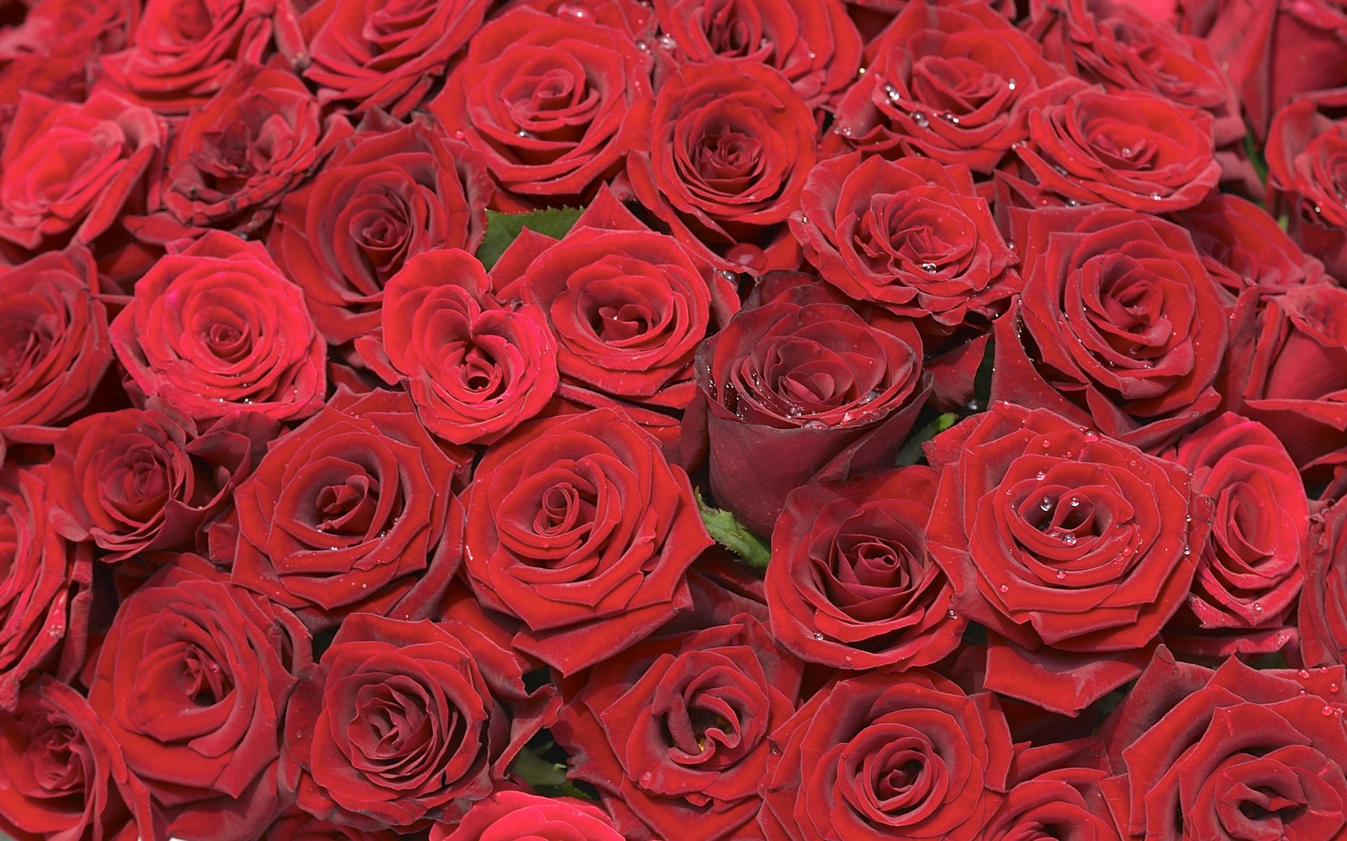 rosen streuung knospen hintergrund blumenstrauß rot