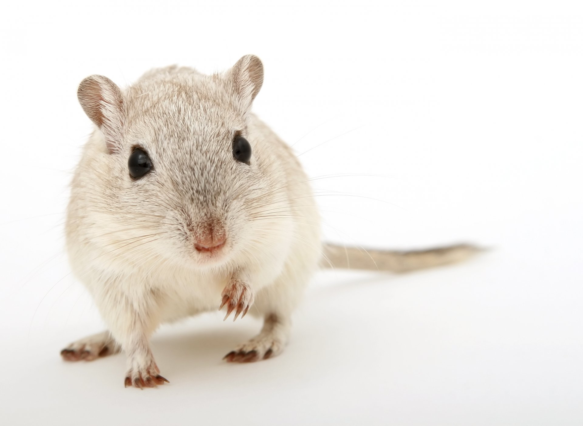 animal rodent white background rat pazuri black eyes rodent