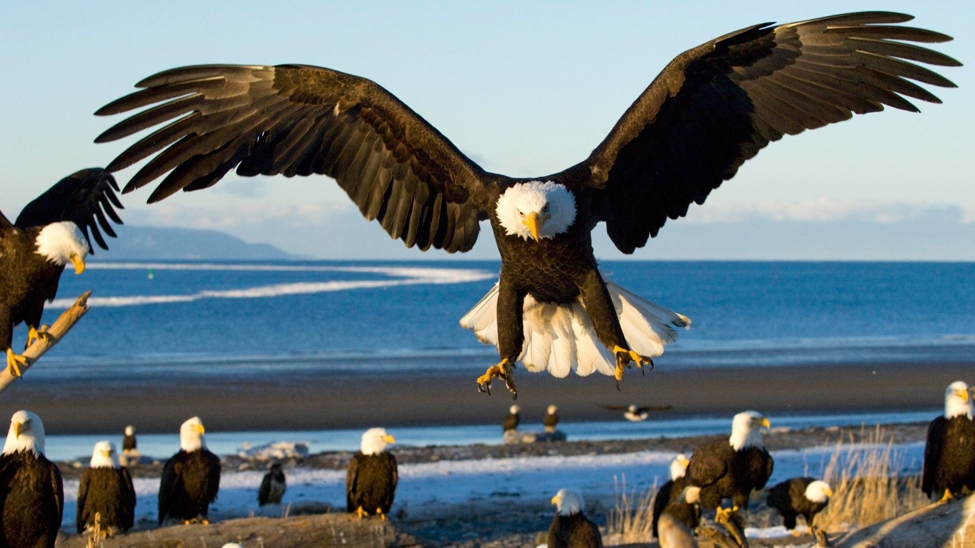 birds sea landing eagle wings rosemary flock shore predator bird