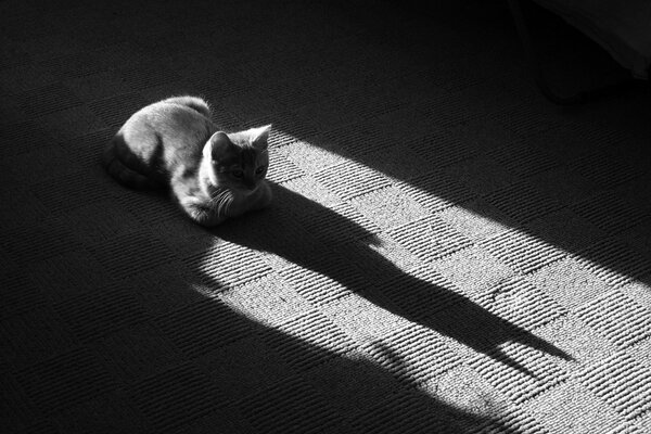 El gato yace sobre la alfombra en blanco y negro