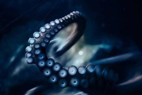 An unforgettable octopus tentacle on a dark background