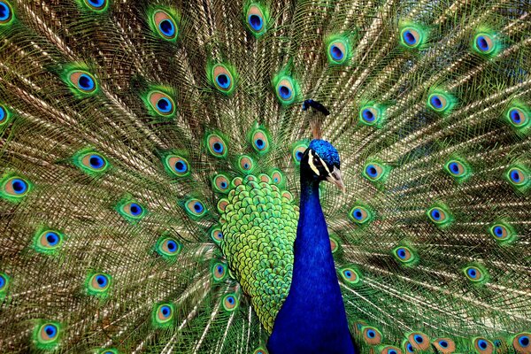 Pfau auf dem Hintergrund seines Schwanzes