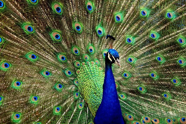 Peacock on the background of his tail