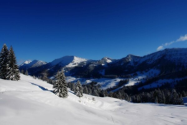 Weihnachtsbäume im Schnee auf dem Hintergrund der Berge