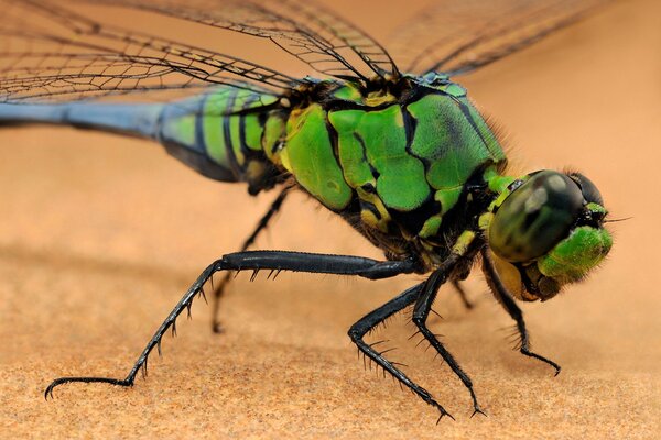 Libélula de insectos sobre un fondo cálido