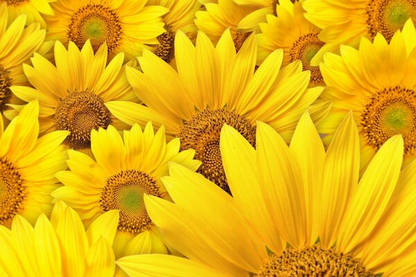 Les tournesols ensoleillés fascinent avec des pétales lumineux