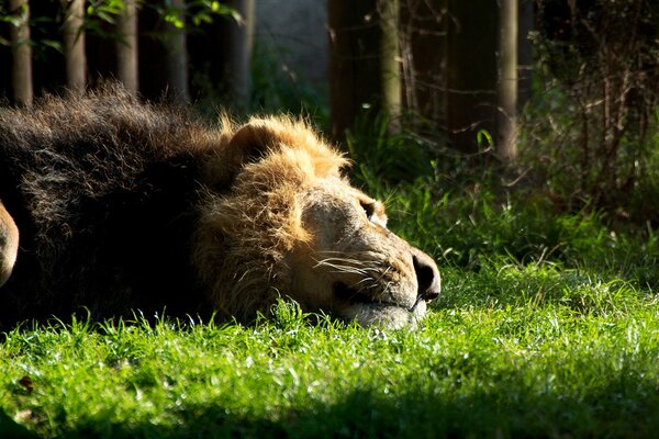 Ein Löwe liegt auf dem Rasen in der Nähe des Waldes