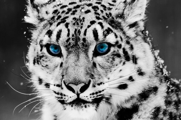 Snow leopard with blue eyes dusted with snow